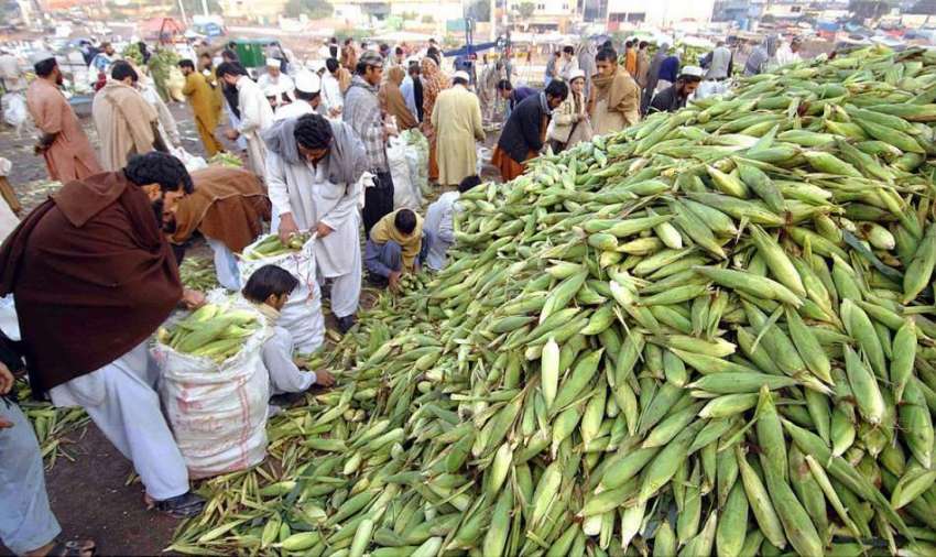 راولپنڈی: ایک دکاندار گاہکوں کو متوجہ کرنے کے لیے چھلیوں ..