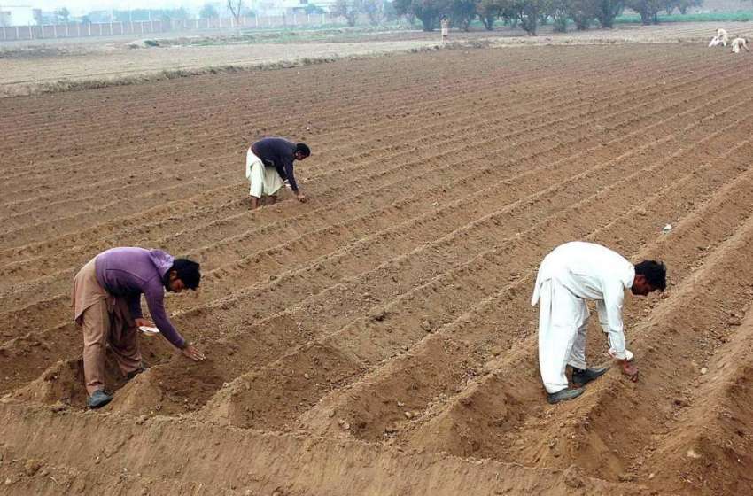 فیصل آباد: کسان کھیتوں میں کام میں مصروف ہیں۔