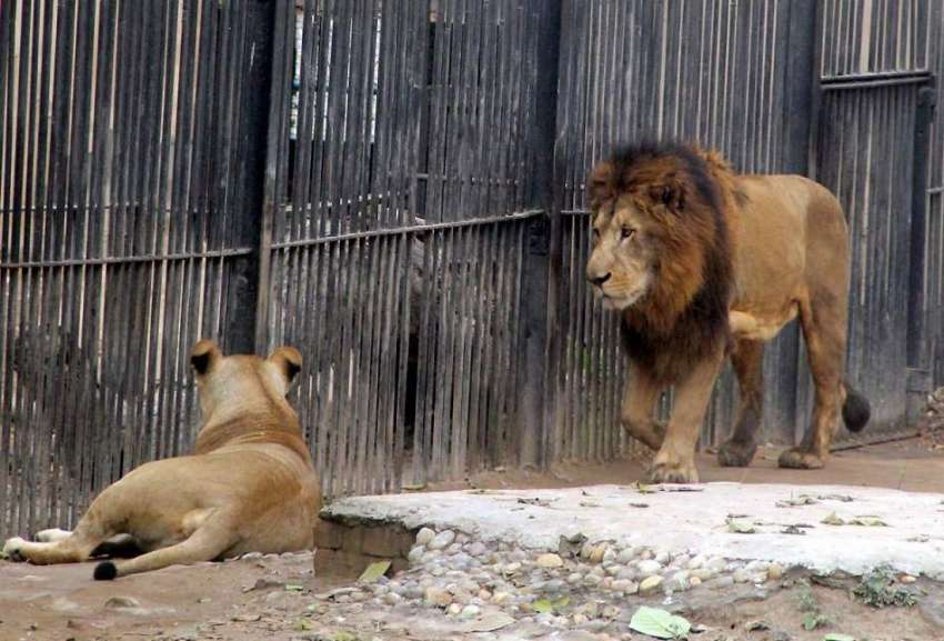 لاہور: چڑیا گھر میں شیر اپنے پنجرے میں چہل قدمی کر رہا ہے۔