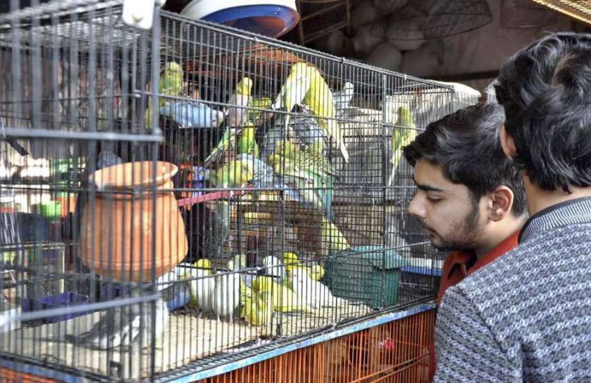 اسلام آباد: ایک دکاندار آسٹریلین طوطے اور فینسی پرندے لگائے ..