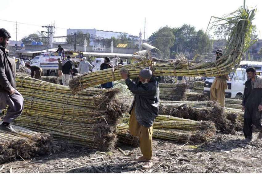 اسلام آباد: ایک معمر محنت کش فروٹ منڈی میں ٹرالے سے گنے اتار ..