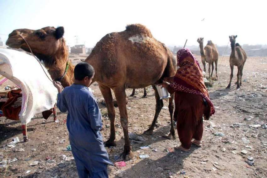 حیدر آباد: ایک خانہ بدوش خاتون اونٹنی کا دودھ دو رہی ہے۔