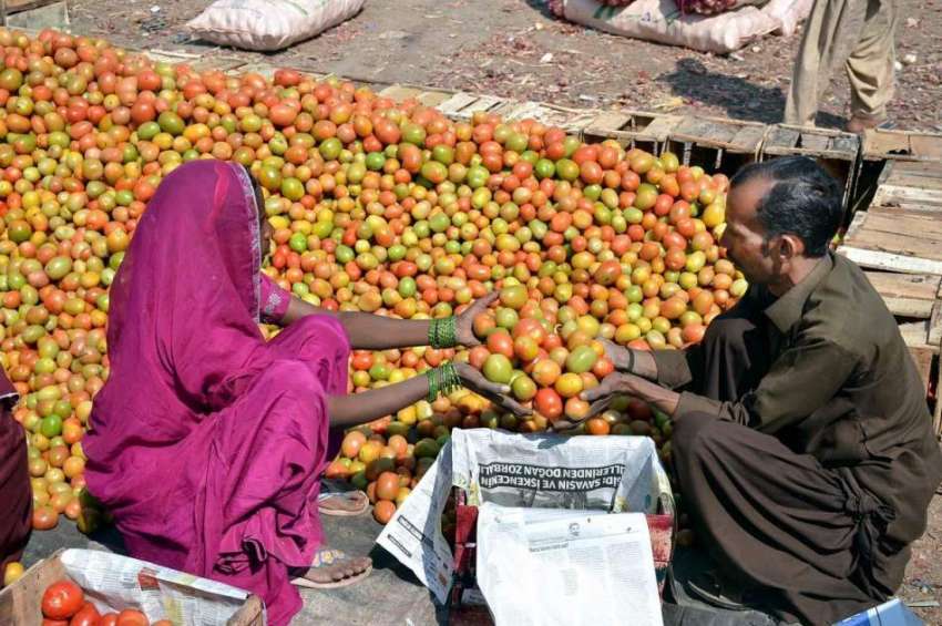 حیدر آباد: سبزی منڈی میں محنت کش خاتون ٹماٹر پیک کر رہی ہے۔