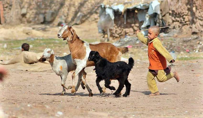 راولپنڈی: کچی آبادی کا رہائشی بچہ اپنی بکریوں کی دیکھ بھال ..