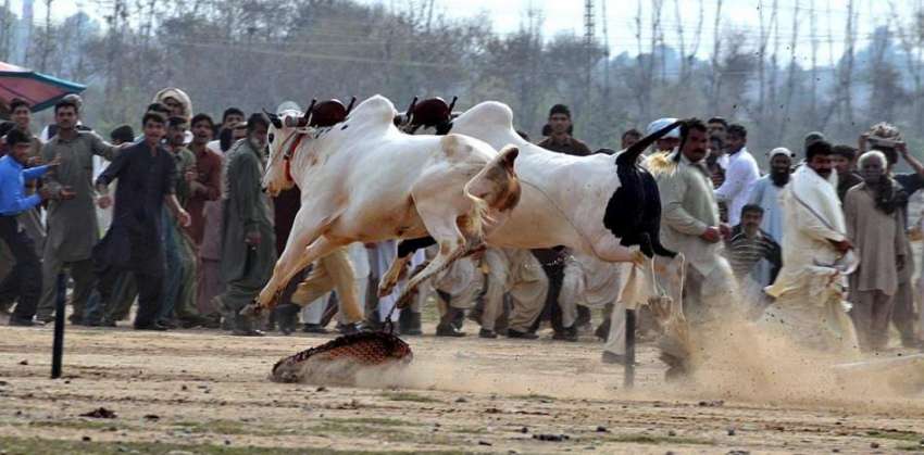 راولپنڈی: راولپنڈی میں سالانہ بیل ریس کا ایک منظر۔
