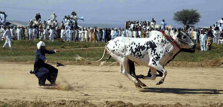 راولپنڈی: راولپنڈی میں سالانہ بیل ریس کا ایک منظر۔