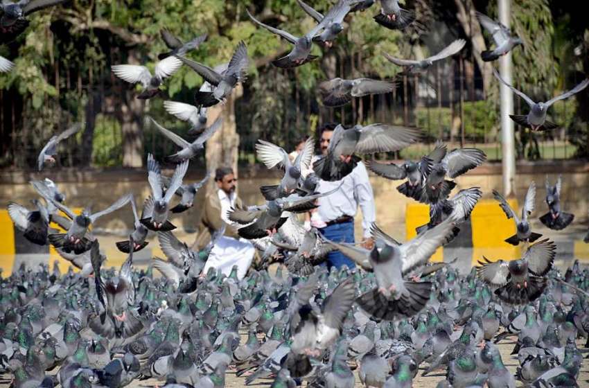 کراچی: ایک شخص کبوتروں کو دانا ڈال رہا ہے۔