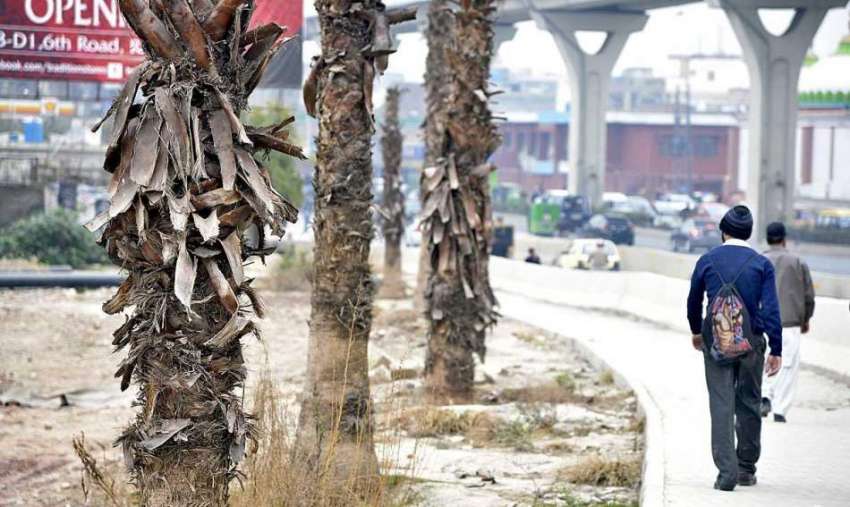 راولپنڈی:انتظامیہ کی غفلت، سڑک کنارے کھجوروں کے سوکھے درخت ..