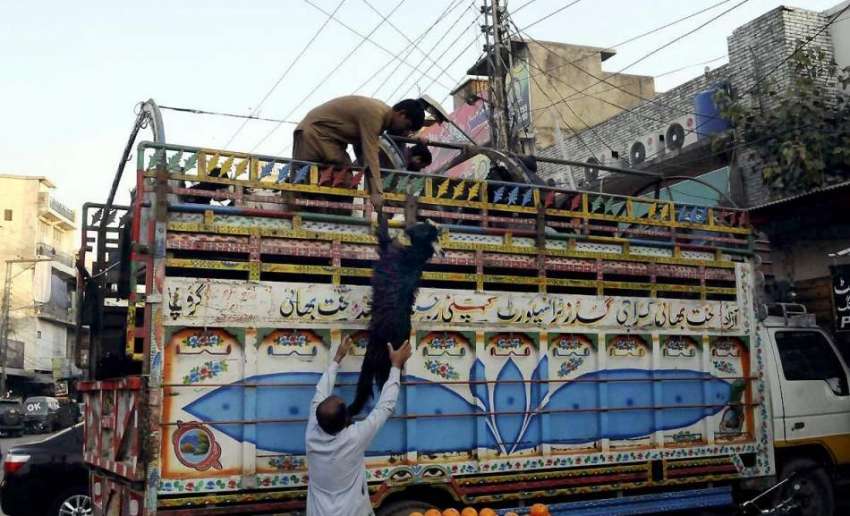 راولپنڈی: بنی روڈ پر بیوپاری ٹرک سے جانور اتار رہے ہیں۔