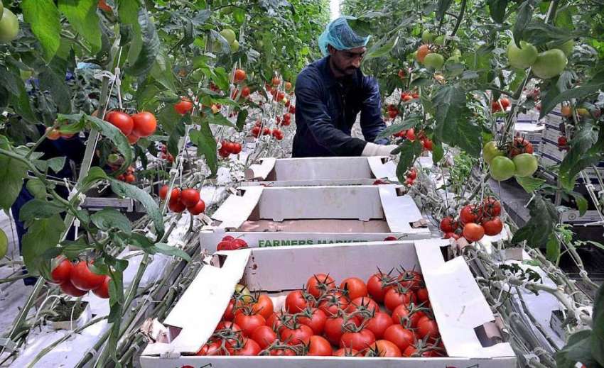 راولپنڈی: مزدور ٹماٹر چننے کے بعد کریٹوں میں پیک کر رہا ہے۔