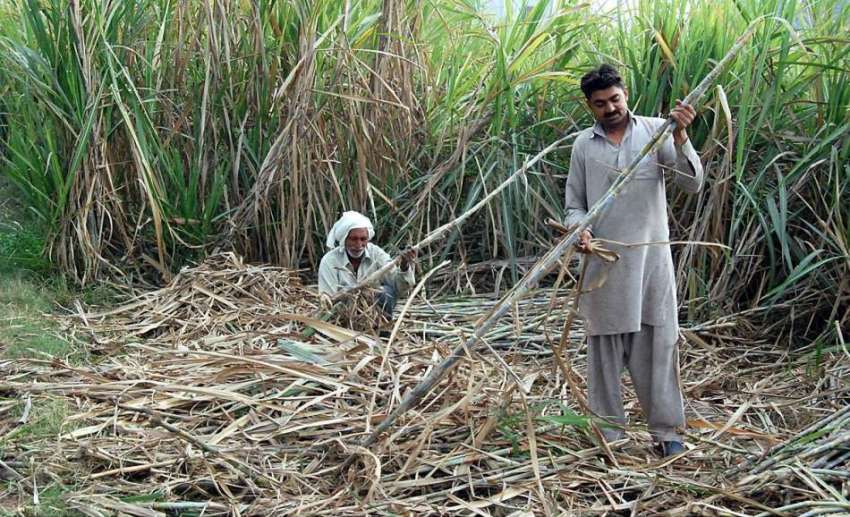 فیصل آباد: ایک کسان کھیت سے گنے چننے کے بعد صاف کر کے رکھ ..
