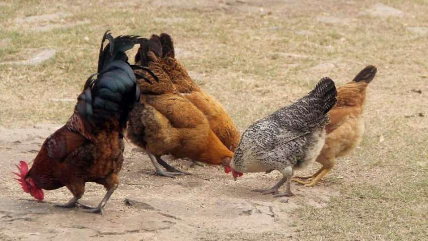 لاہور: باغ جناح میں مرغیاں دانا دمکا کھا رہی ہیں۔
