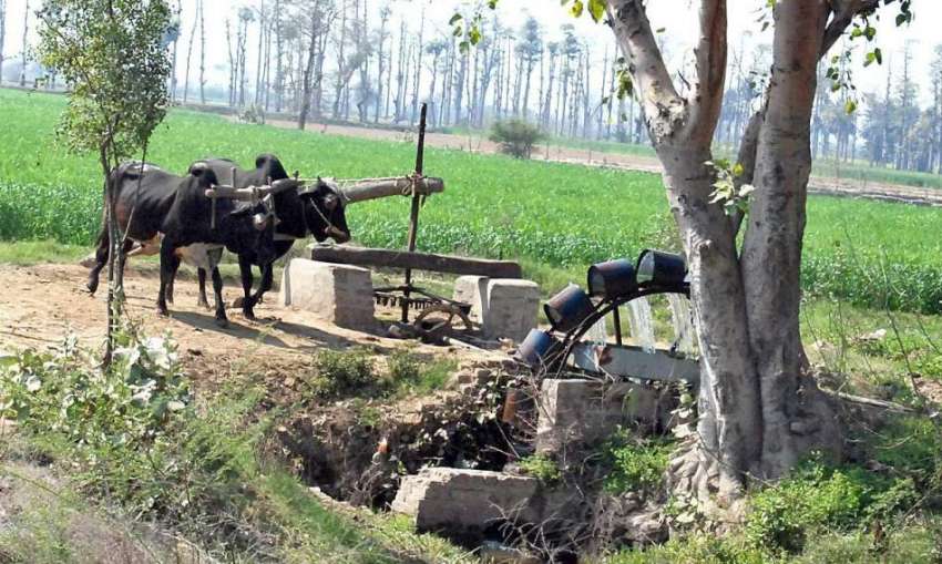فیصل آباد: بیل کی مدد سے کنویں سے پانی نکال کر کھیتوں کو لگایا ..