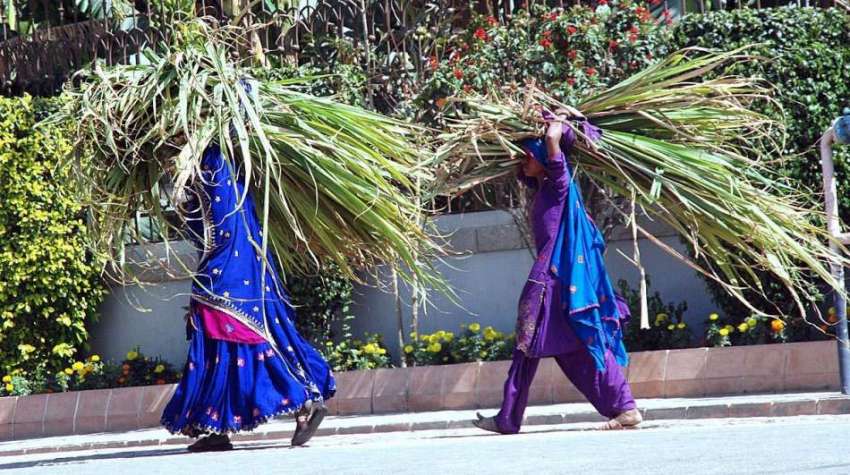 حیدر آباد: کستان خواتین سر وں پر جانوروں کا چارہ اٹھائے جار ..