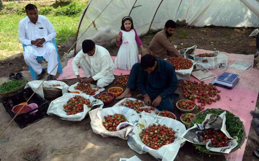 لاہور: کسان اسٹرابری فروٹ منڈی لیجانے کے لیے ٹوکریوں میں ..