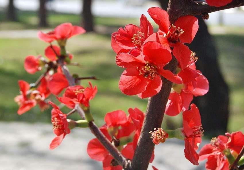 اسلام آباد: وفاقی دارالحکومت میں بہار کے موسم میں کھلے پھول ..