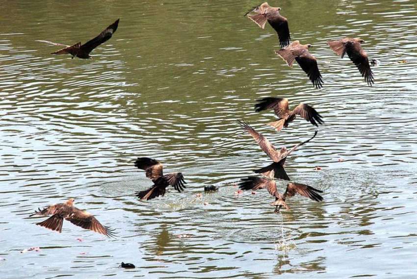 حیدر آباد: پرندے شہریوں کی جانب سے پانی میں پھینکا گیا گوشت ..