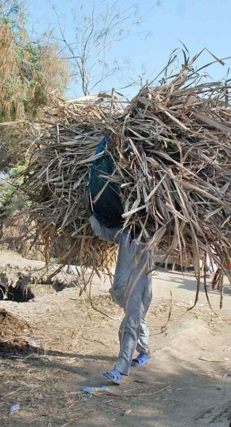 حیدر آباد: ایک شخص اپنے گھر کا چولہا جلانے کے لیے خشک لکڑیاں ..
