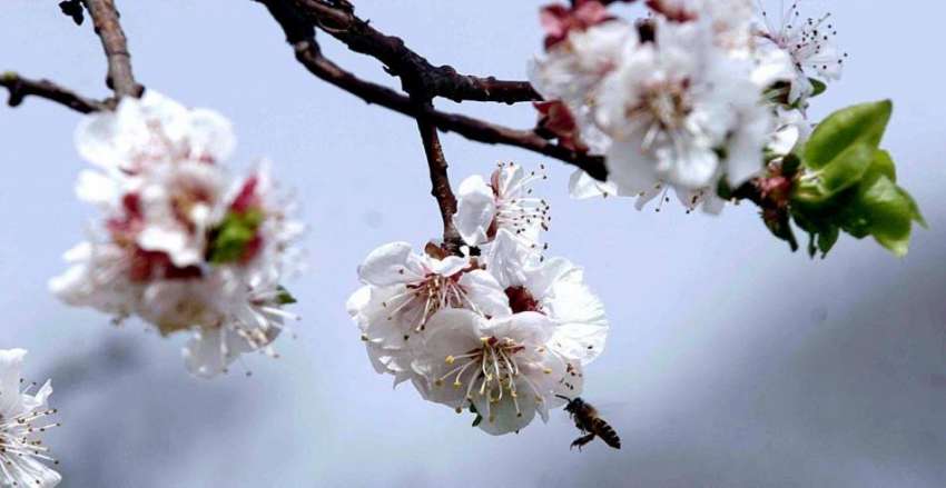راولپنڈی: موسم بہار کی آمد پر کھلے پھول دلکش منظر پیش کر ..