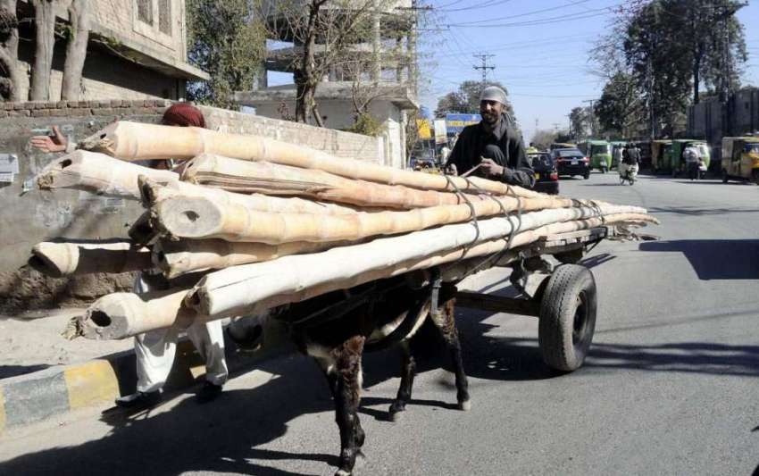 راولپنڈی: مزدور گدھا گاڑی پر بانس لادھے شمس آباد روڈ سے گز ..