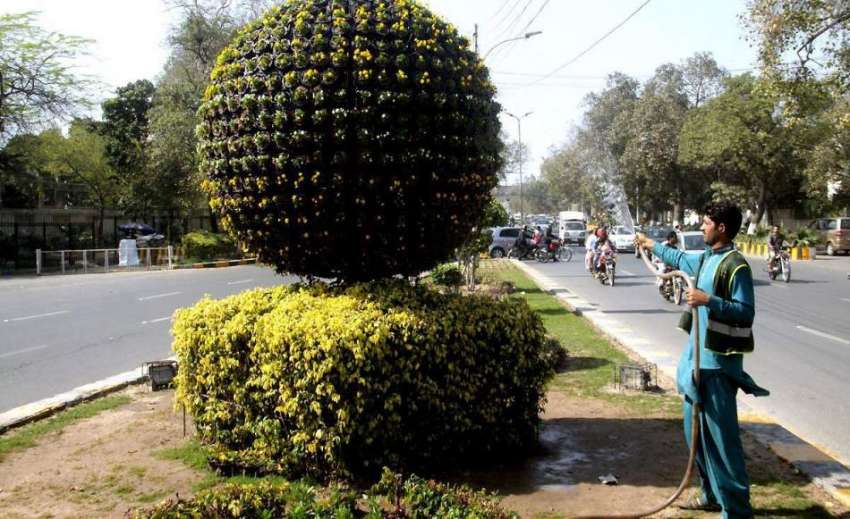 لاہور: پی ایچ اے کا ملازم مال روڈ پر لگے پودوں کو پانی دے ..