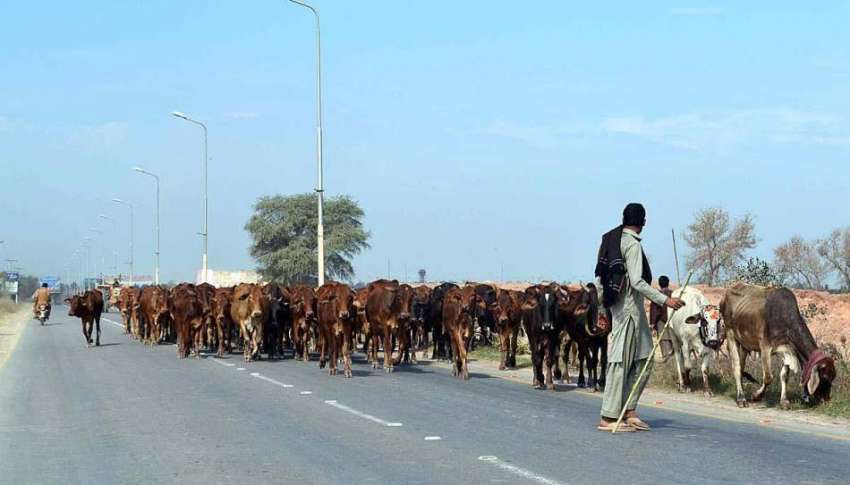سرگودھا: ایک کسان اپنی گائیوں کو چارہ کے لیے لیجا رہا ہے۔