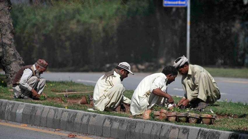 اسلام آباد: وفاقی دارالحکومت میں سی ڈی اے کے اہلکار پودے ..