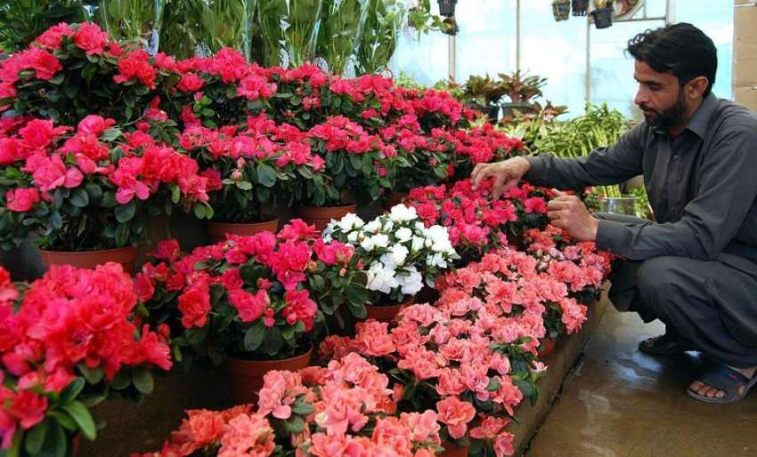 اسلام آباد: ایک محنت کش موسمی پھول فروخت کرنے کے لیے سجا ..