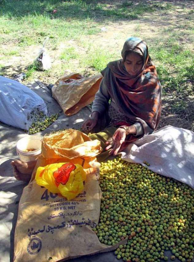 فیصل آباد: ایک محنت کش خاتون فروخت کے لیے بیر چن رہی ہے۔