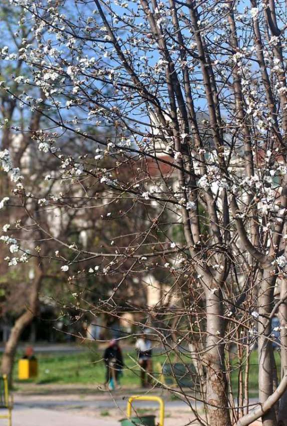 اسلام آباد: وفاقی دارالحکومت میں موسم بہار کی آمد پر درختوں ..