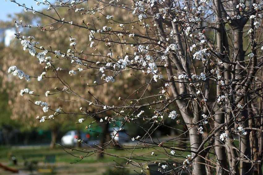 اسلام آباد: وفاقی دارالحکومت میں موسم بہار کی آمد پر درختوں ..