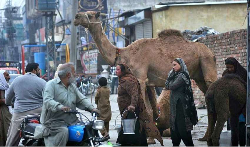 راولپنڈی: خانہ بدوش خواتین اونٹنی کا دودھ فروخت کر رہی ہیں۔