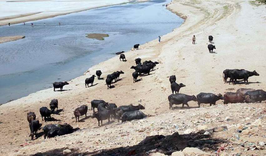 حیدر آ باد: دریائے انڈس کے خشک حصے پر بھینسیں رکھی گئی ہیں۔