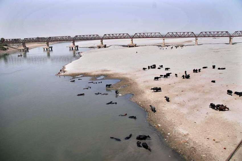 حیدر آباد: دریائے انڈس کے خش حصے پر گوالوں نے قبضہ کر رکھا ..