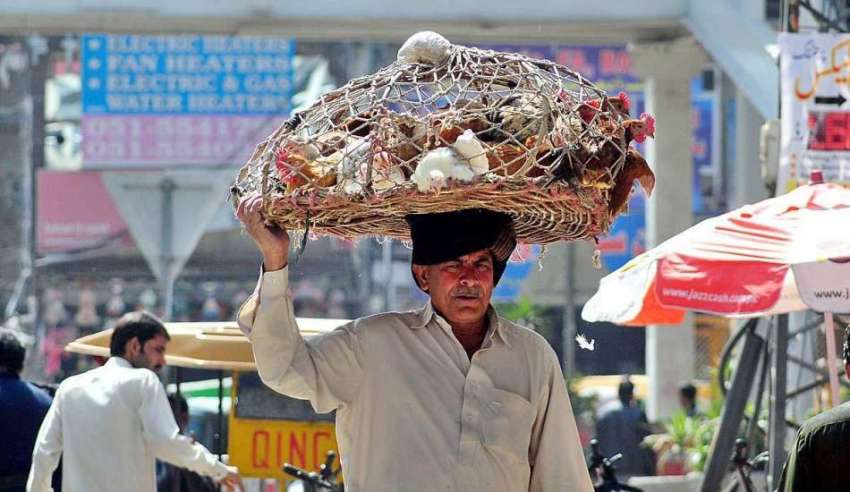راولپنڈی: ایک محنت کش سر پر مرغیاں اٹھائے فروخت کے لیے جا ..
