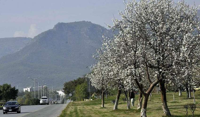 اسلام آباد: وفاقی دارالحکومت میں سڑک کنارے کھلے موسمی پھول ..