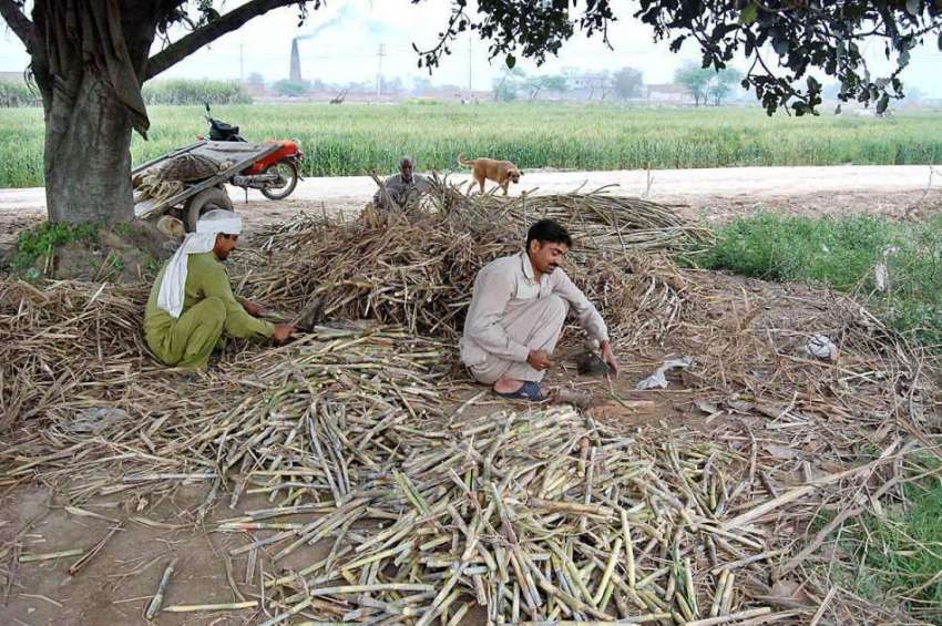 فیصل آباد: کسان گنے کی اگلی کاشت کے لیے تیاری کر رہے ہیں۔