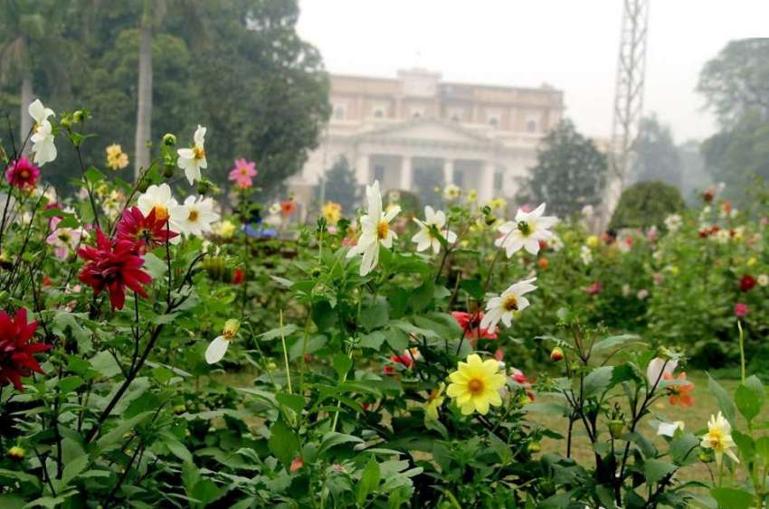 لاہور: باغ جناح میں کھلے پھولوں کا منظر۔