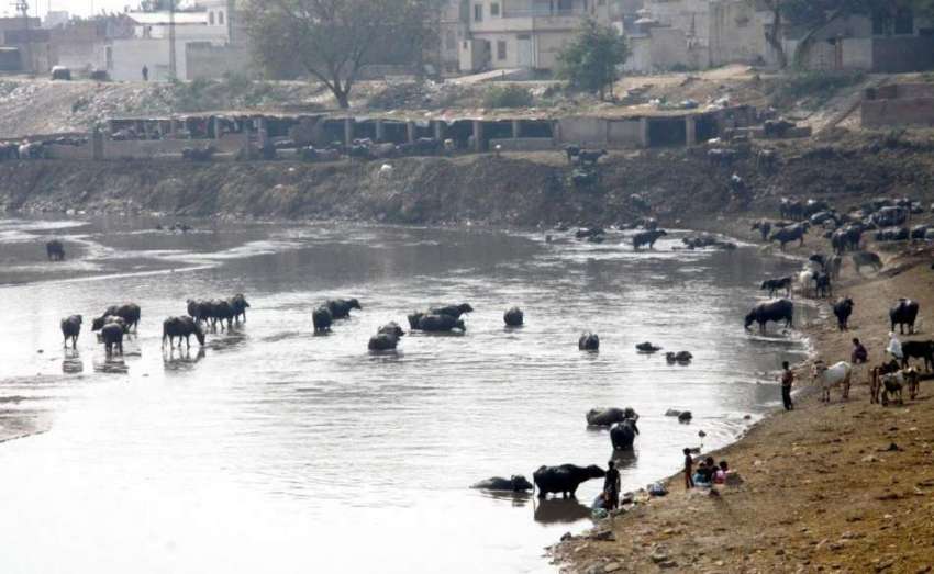 لاہور: دریائے راوی میں بھینسیں پانی سے گزر رہی ہیں۔