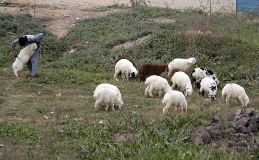 اسلام آباد: ایک چرواہا اپنی بھیڑیں بکریاں چرا رہا ہے۔