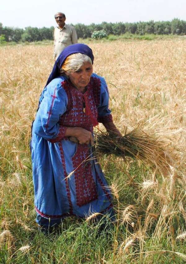 حیدر آباد: ایک معمر خاتون کھیت سے گندم چن رہی ہے۔