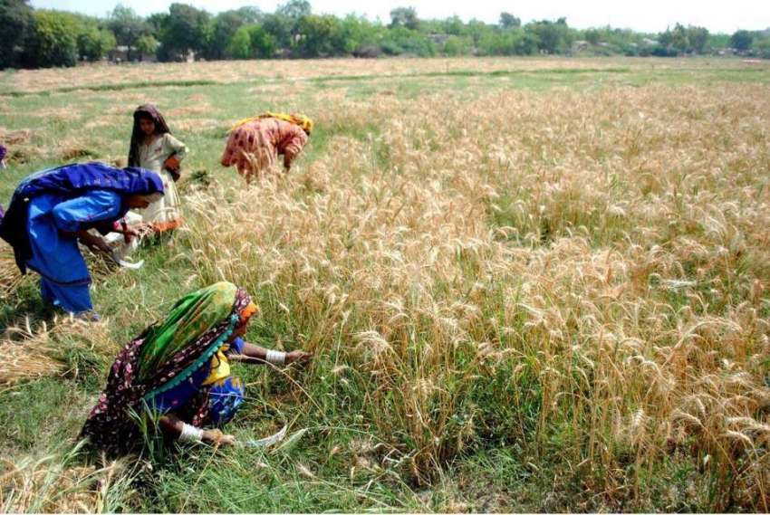 حیدر آباد: خواتین کھیت سے گندم چن رہی ہیں۔