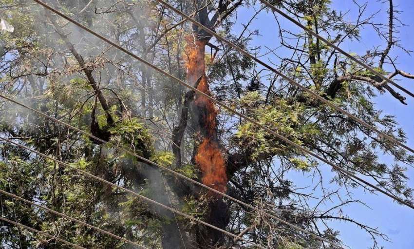 راولپنڈی: کالج روڈ پر درختوں میں آگ لگی ہوئی ہے-