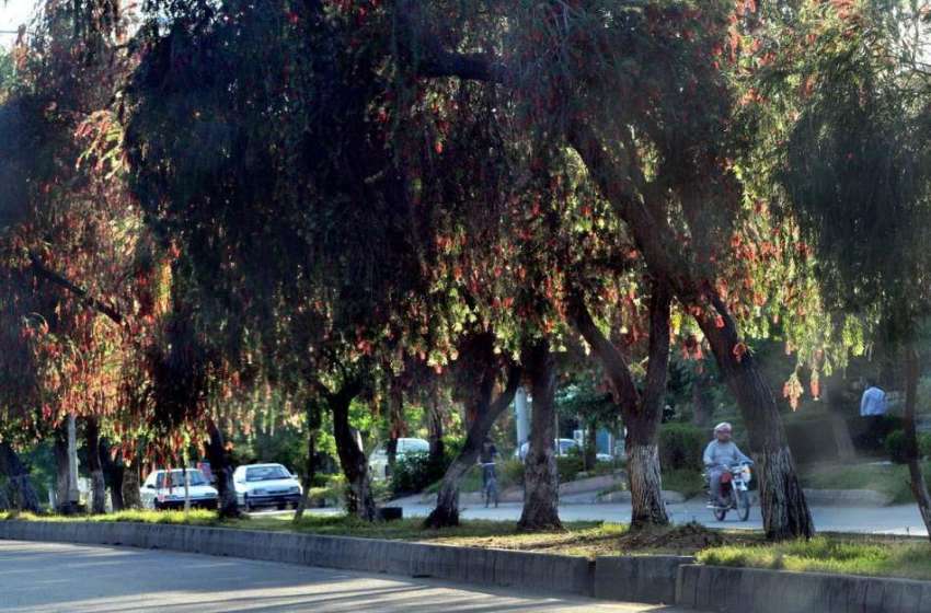 اسلام آباد: وفاقی دارالحکومت میں سڑک کنارے لگے درخت اور ..