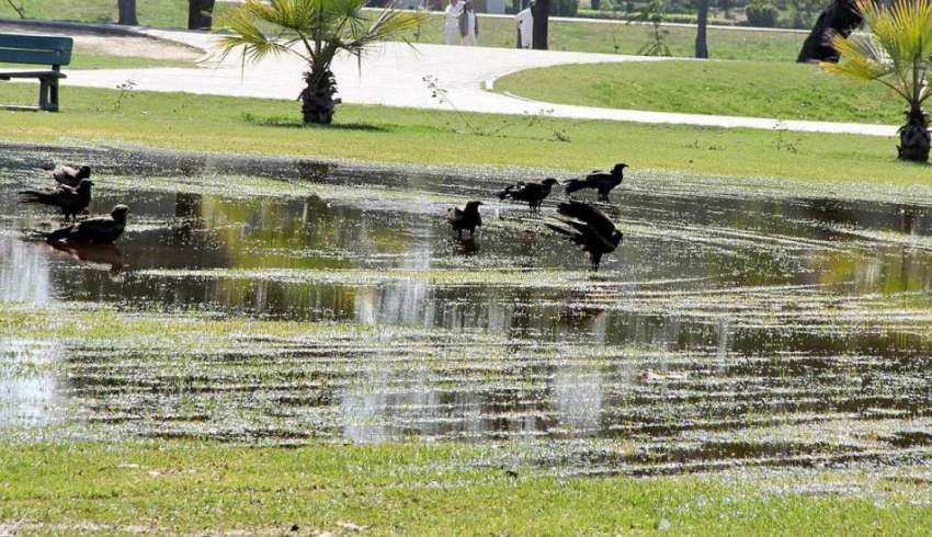 لاہور: جیلانی پارک میں کوے گرمی کی شدت کے باعث نہا رہے ہیں۔