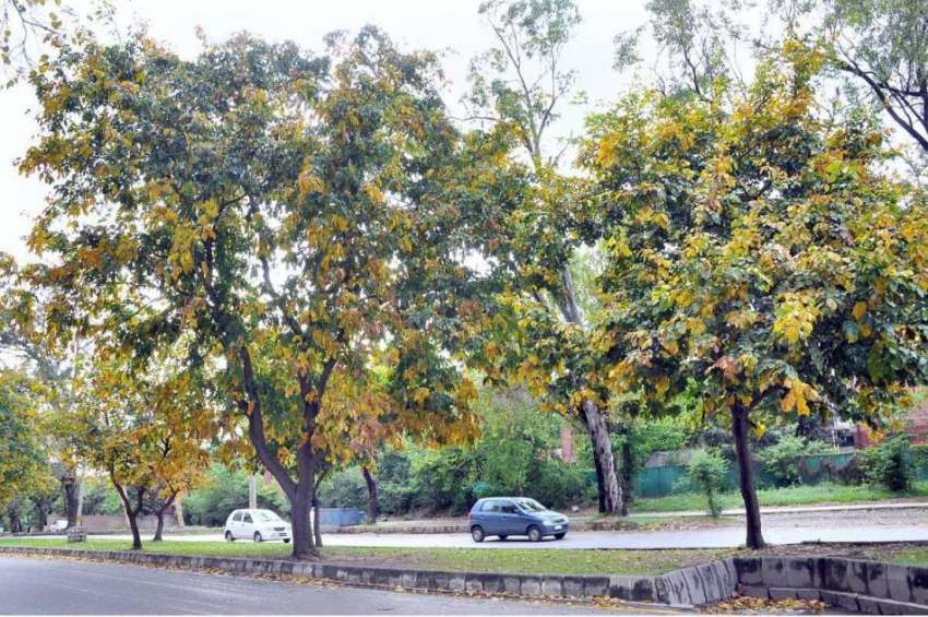 اسلام آباد: وفاقی دارالحکومت میں سڑک کنارے لگے درخت دلکش ..