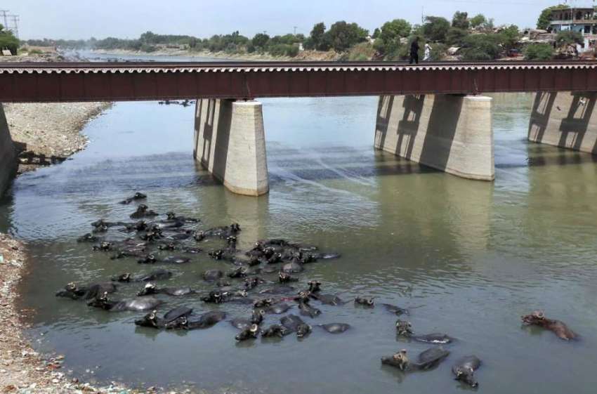 حیدر آباد: گرمی کی شدت سے بچنے کے لیے بھینسیں نہر میں نہا ..
