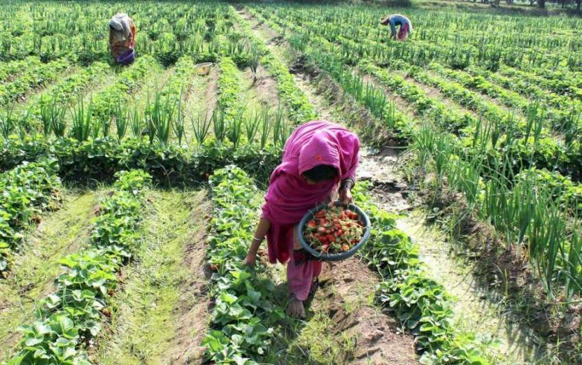 ملتان: کسان خواتین اسٹرابری کے کھیت سے اسٹرابری چننے میں ..