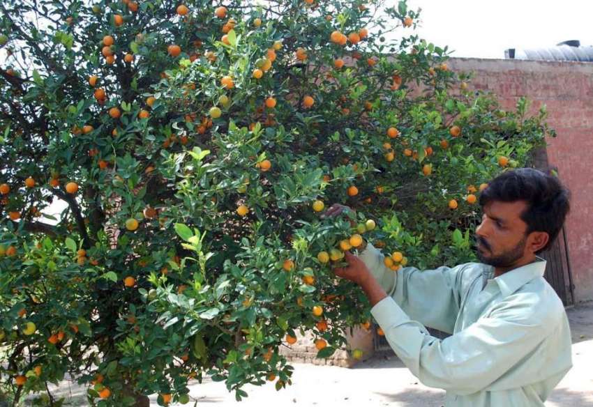 فیصل آباد: ایک مزدور درخت سے لیموں توڑ رہا ہے۔