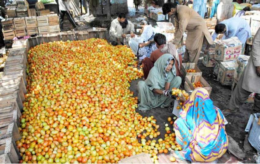 حیدر آباد: سبزی منڈی میں خواتین محنت کش ٹماٹر پیک کرنے میں ..